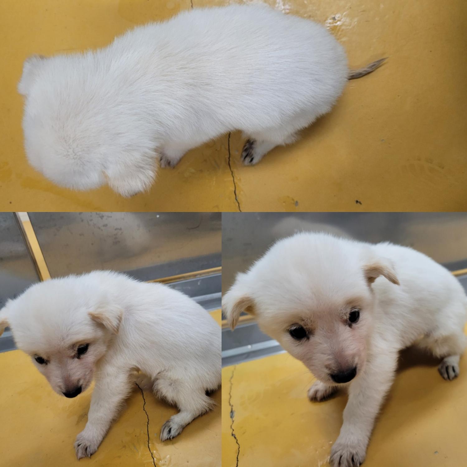 논산시 동물보호센터_444454202300978