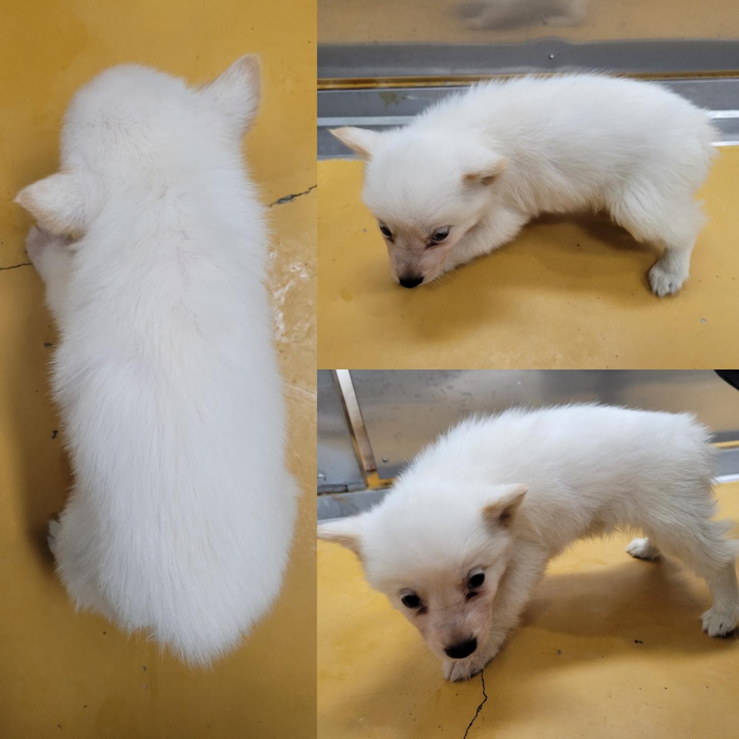 논산시 동물보호센터_444454202300979