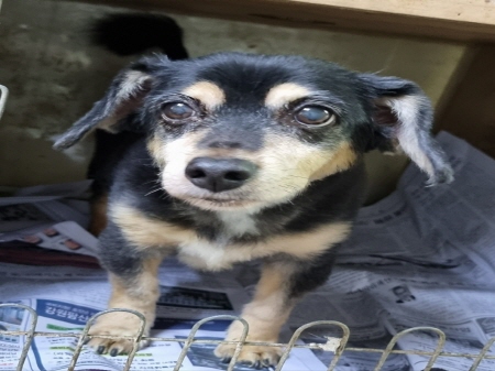 횡성유기동물보호센터_442426202300316