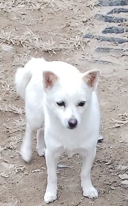 상주시 동물보호센터_447511202301073