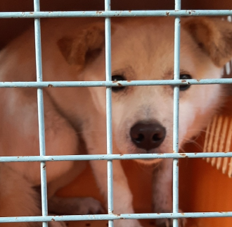 영천유기동물보호센터_447510202300436