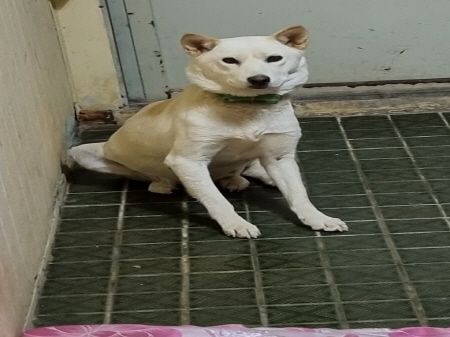 원주유기동물보호센터_442419202300685