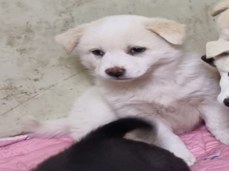 원주유기동물보호센터_442419202300680