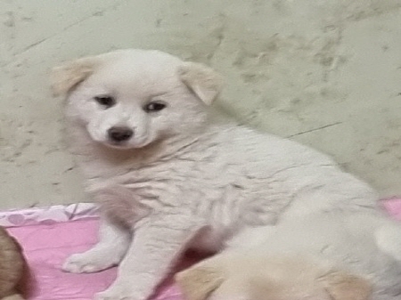 원주유기동물보호센터_442419202300679