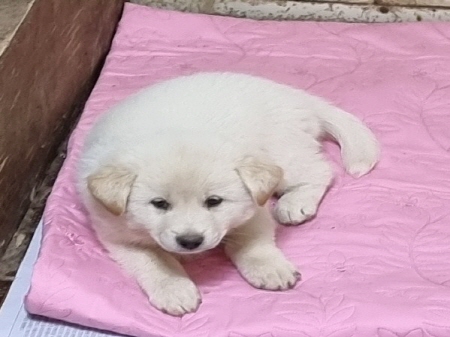 원주유기동물보호센터_442419202300678