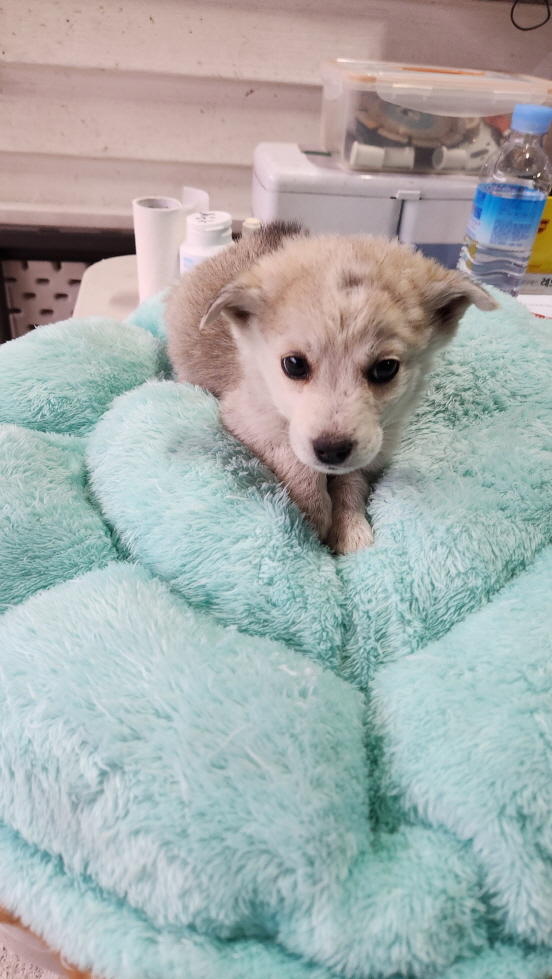 익산유기동물보호소_445468202302185