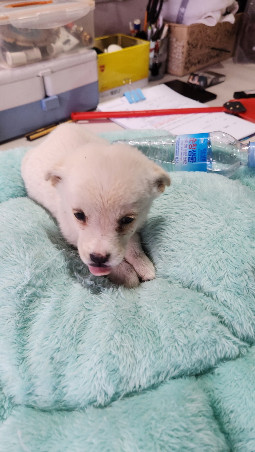 익산유기동물보호소_445468202302188