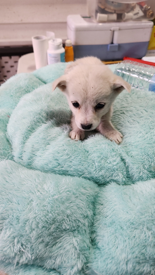 익산유기동물보호소_445468202302187