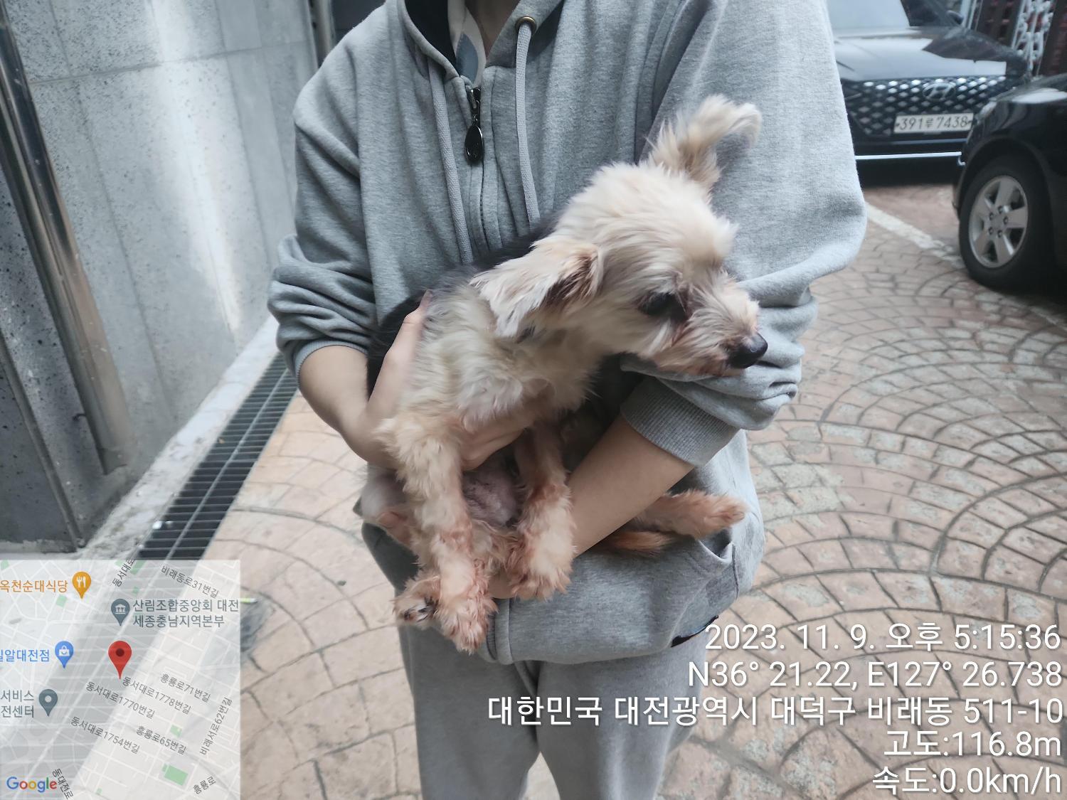 종료(입양) 요크셔…