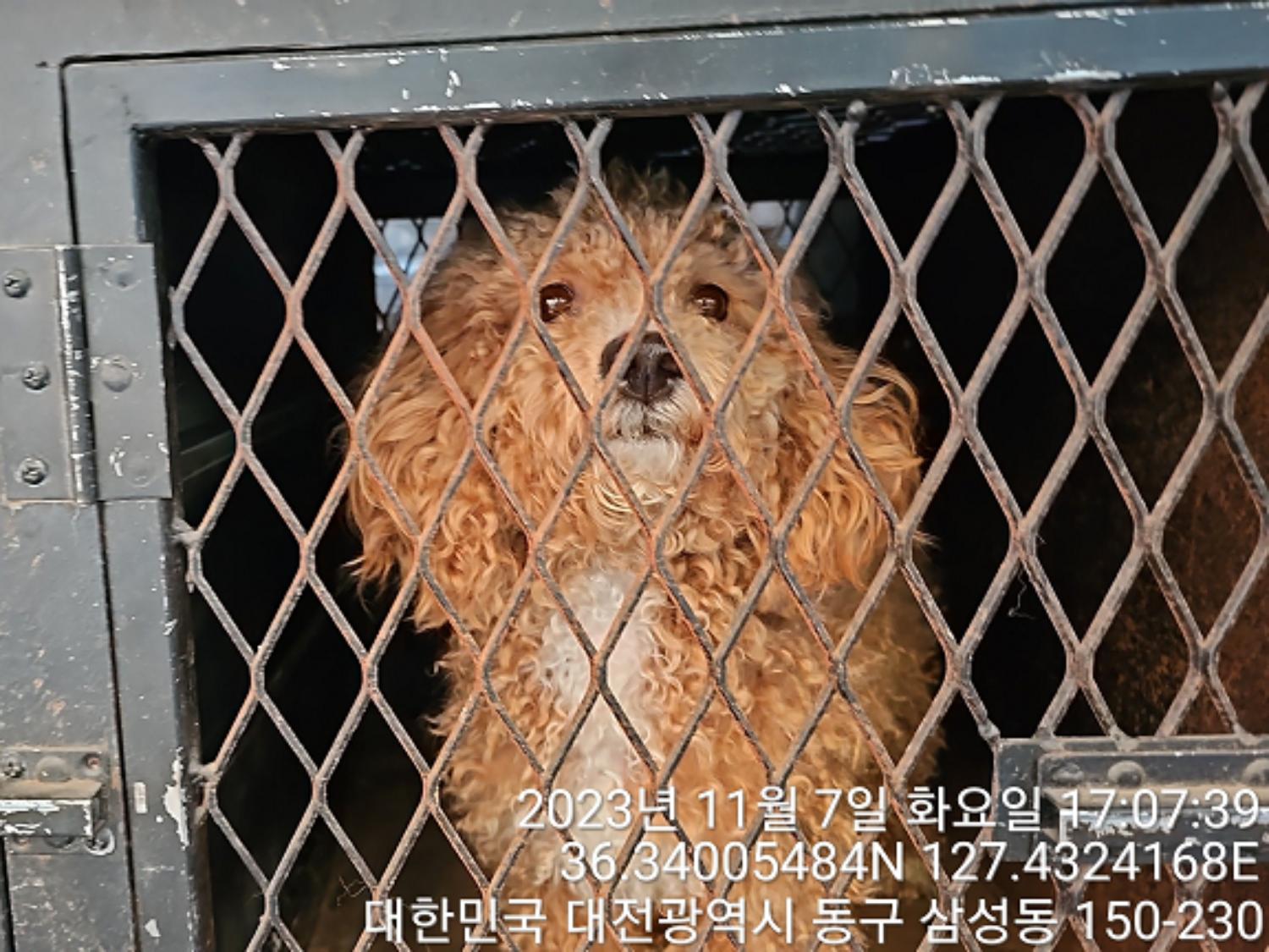 대전동물보호센터_430364202300345