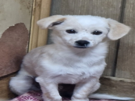 횡성유기동물보호센터_442426202300318