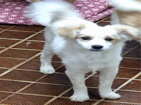 횡성유기동물보호센터_442426202300320