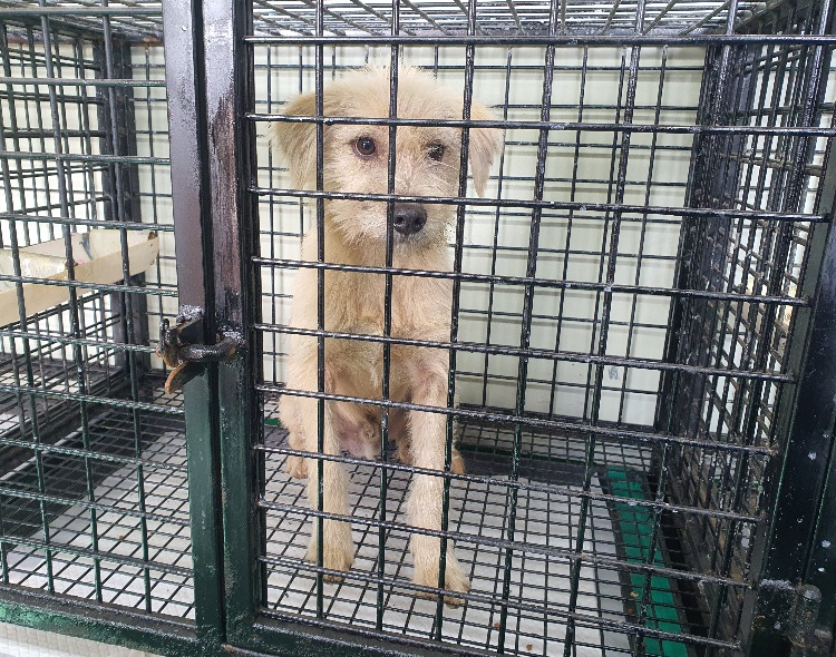 공주시 동물보호소_444450202300726