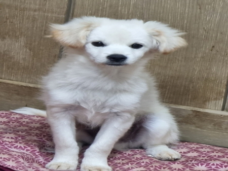 보호중 믹스견의 가…