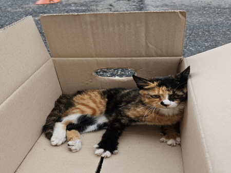 횡성유기동물보호센터_442426202300322