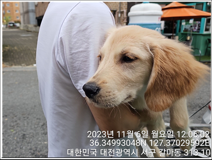 종료(입양) 골든 …