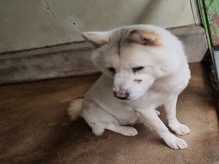 보호중 진도견의 가…