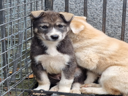 횡성유기동물보호센터_442426202300334