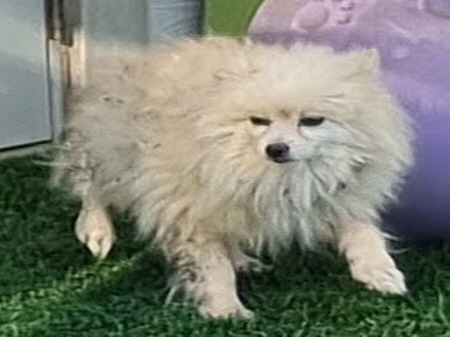 횡성유기동물보호센터_442426202300336