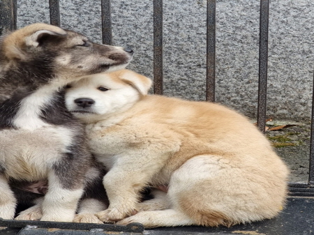 횡성유기동물보호센터_442426202300333