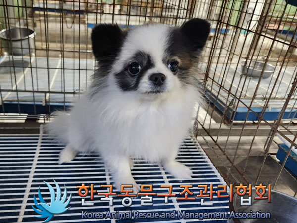 한국동물구조관리협회_411322202300825