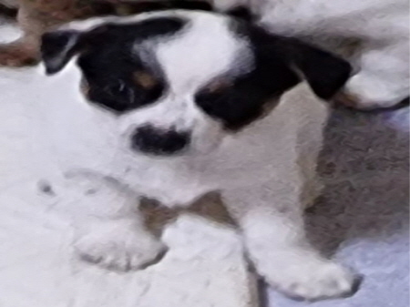 횡성유기동물보호센터_442426202300326