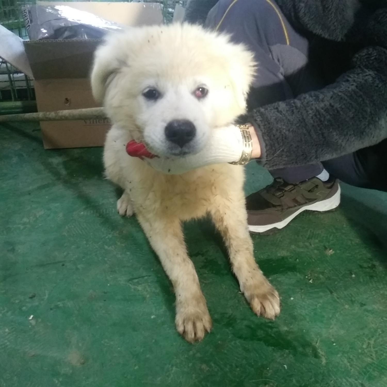 인천광역시수의사회_428353202301263