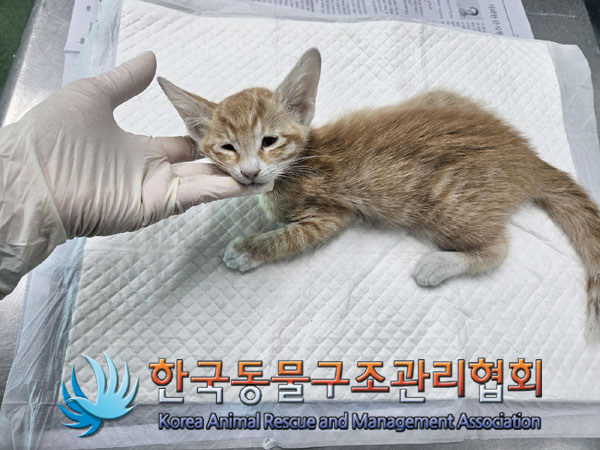 한국동물구조관리협회_411304202300761