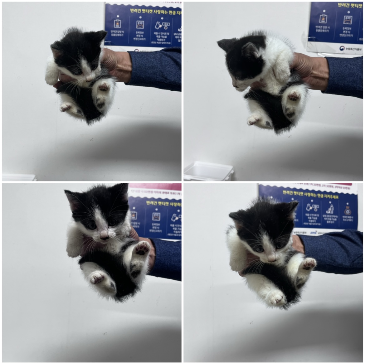 천안시유기동물보호소_444449202302317