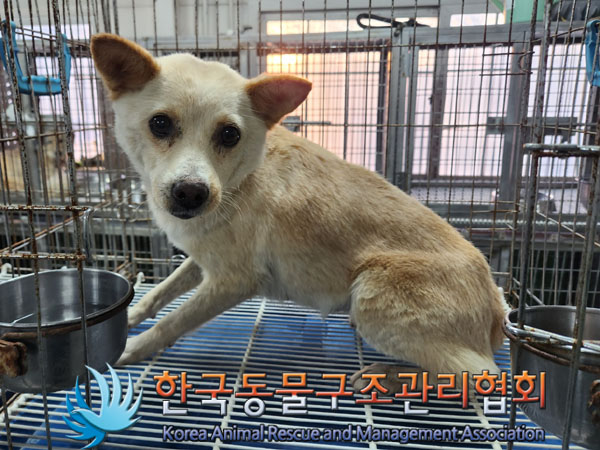 한국동물구조관리협회_441560202301483