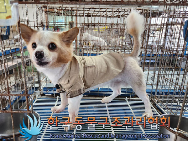한국동물구조관리협회_441382202300858