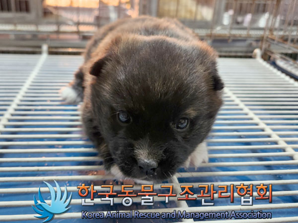 한국동물구조관리협회_441560202301485