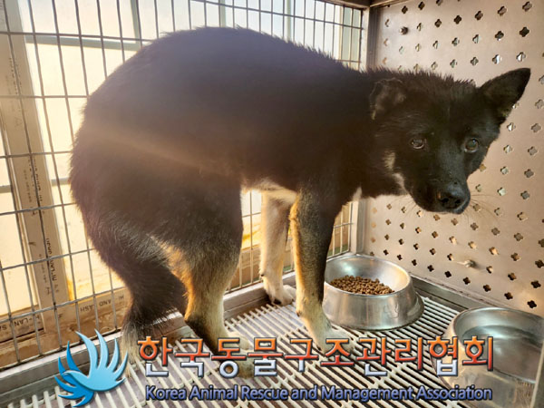 한국동물구조관리협회_441560202301487