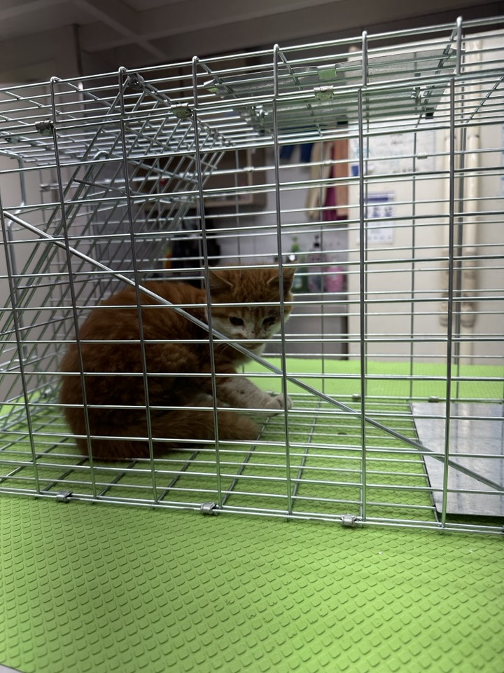 보호중 한국 고양이…