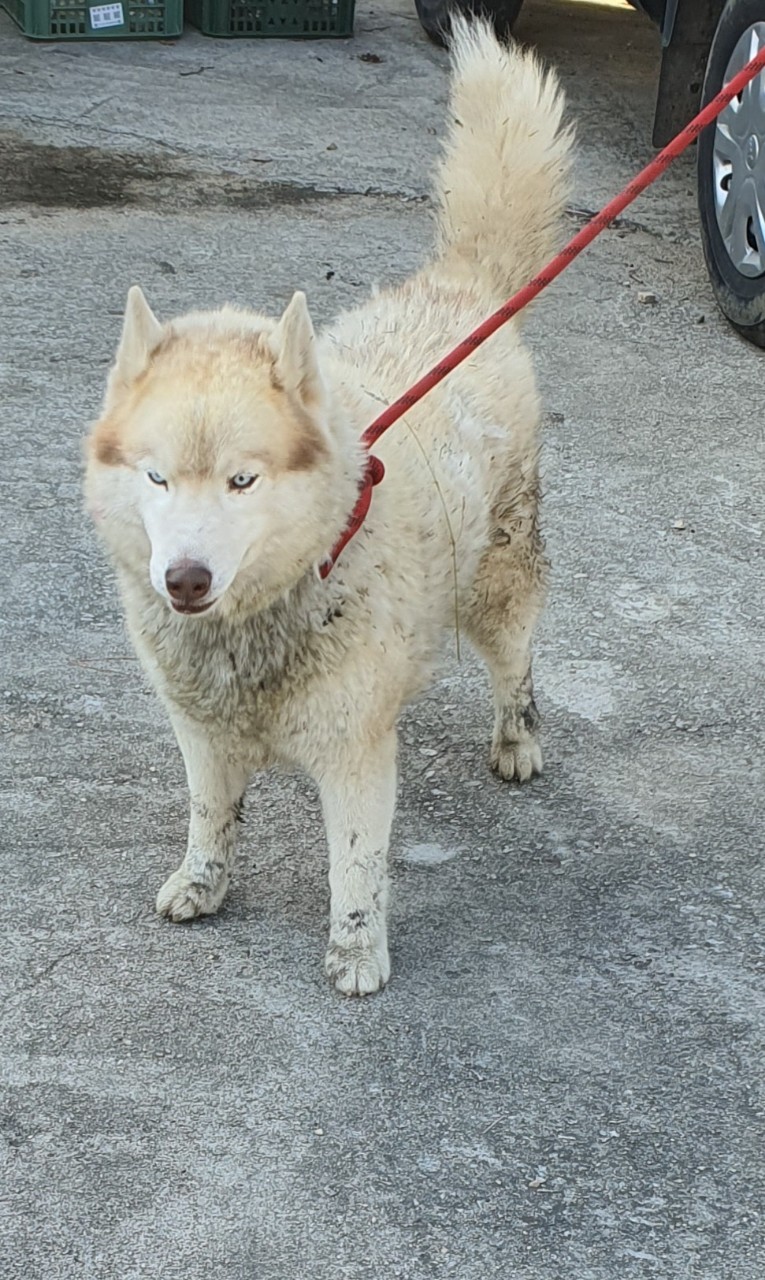 김천시 동물보호센터_447506202300377