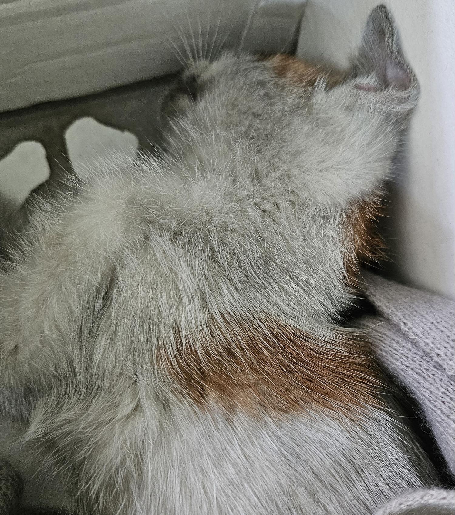 대구유기동물보호센터_427342202300766