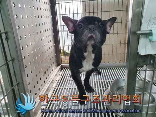 한국동물구조관리협회_441409202301883