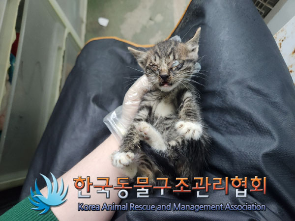 종료(자연사) 한국…