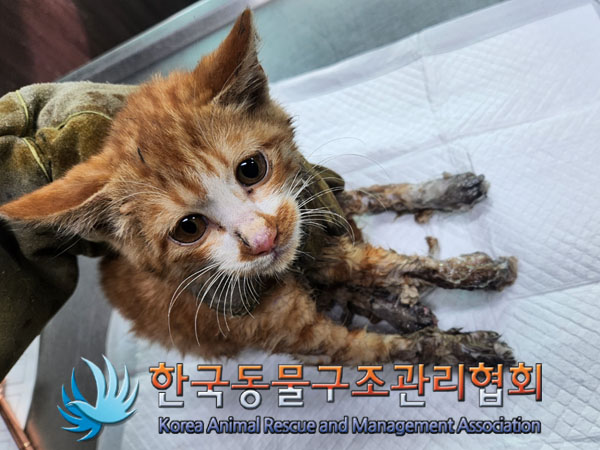 한국동물구조관리협회_441559202301219