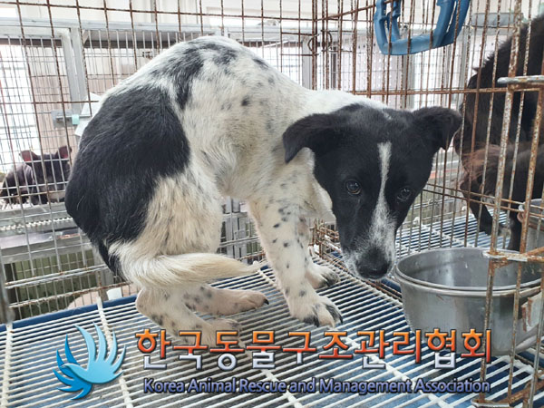 한국동물구조관리협회_441560202301490