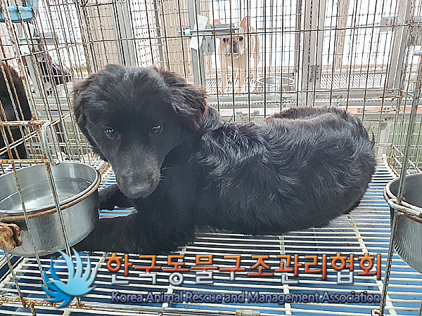 한국동물구조관리협회_441560202301488