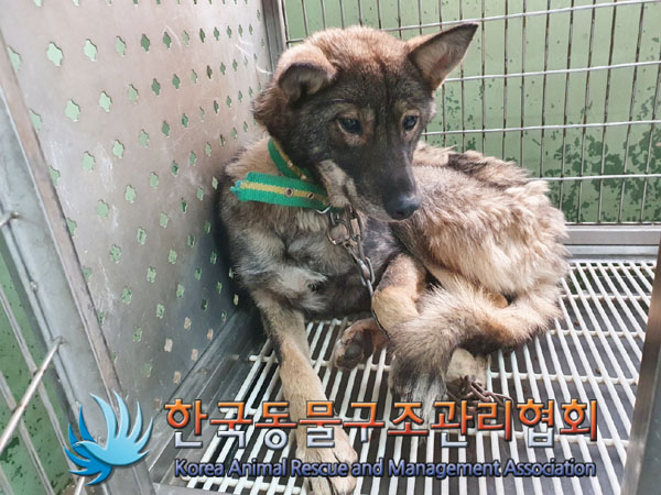 한국동물구조관리협회_441560202301491