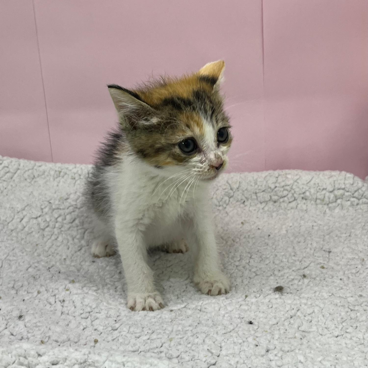 [고양이] 한국 고양이 경기-부천-2023-00715 유기동물 배경 이미지 입니다.