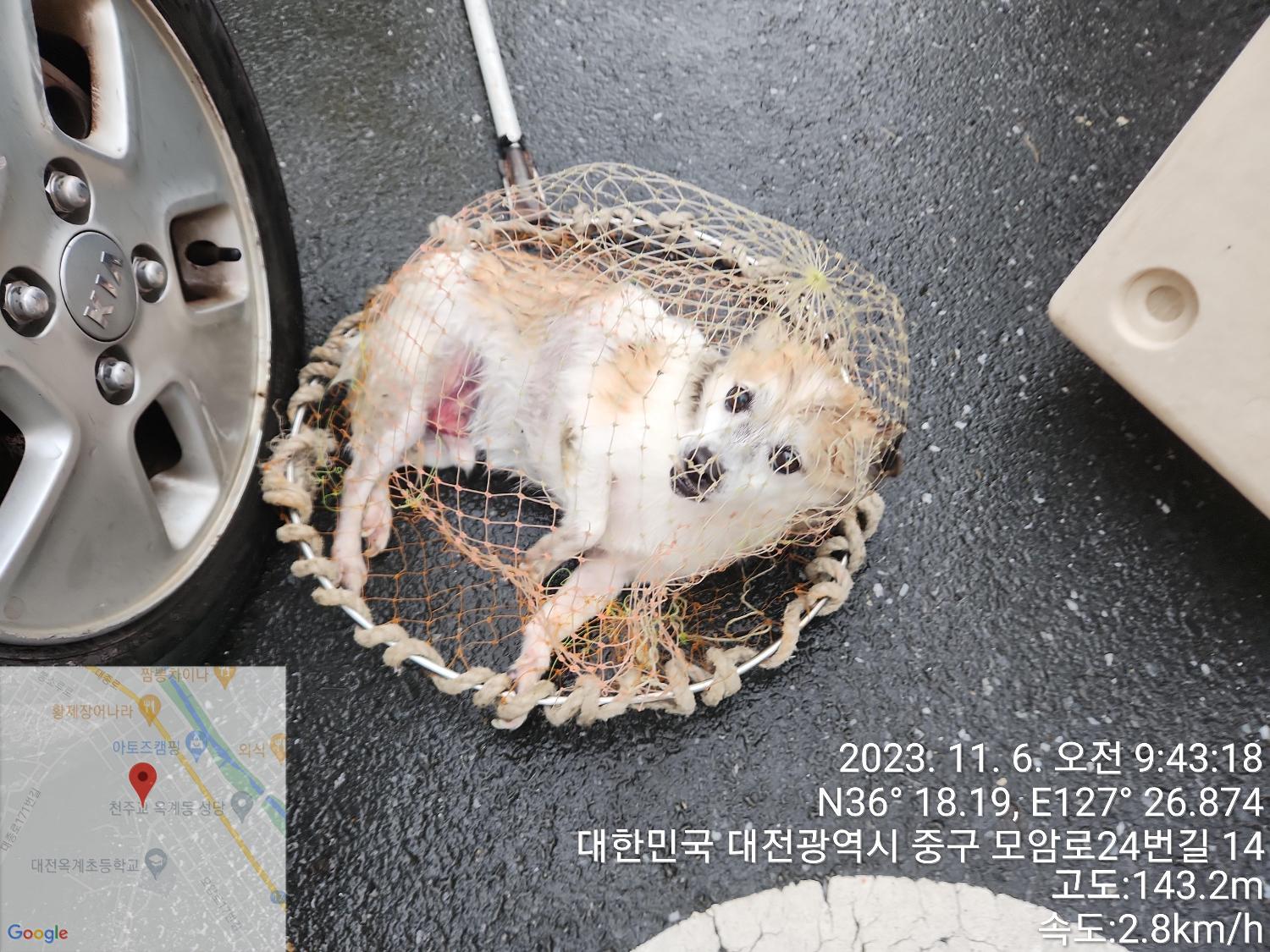 종료(반환) 믹스견…