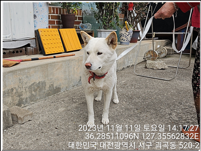대전동물보호센터_430366202300647