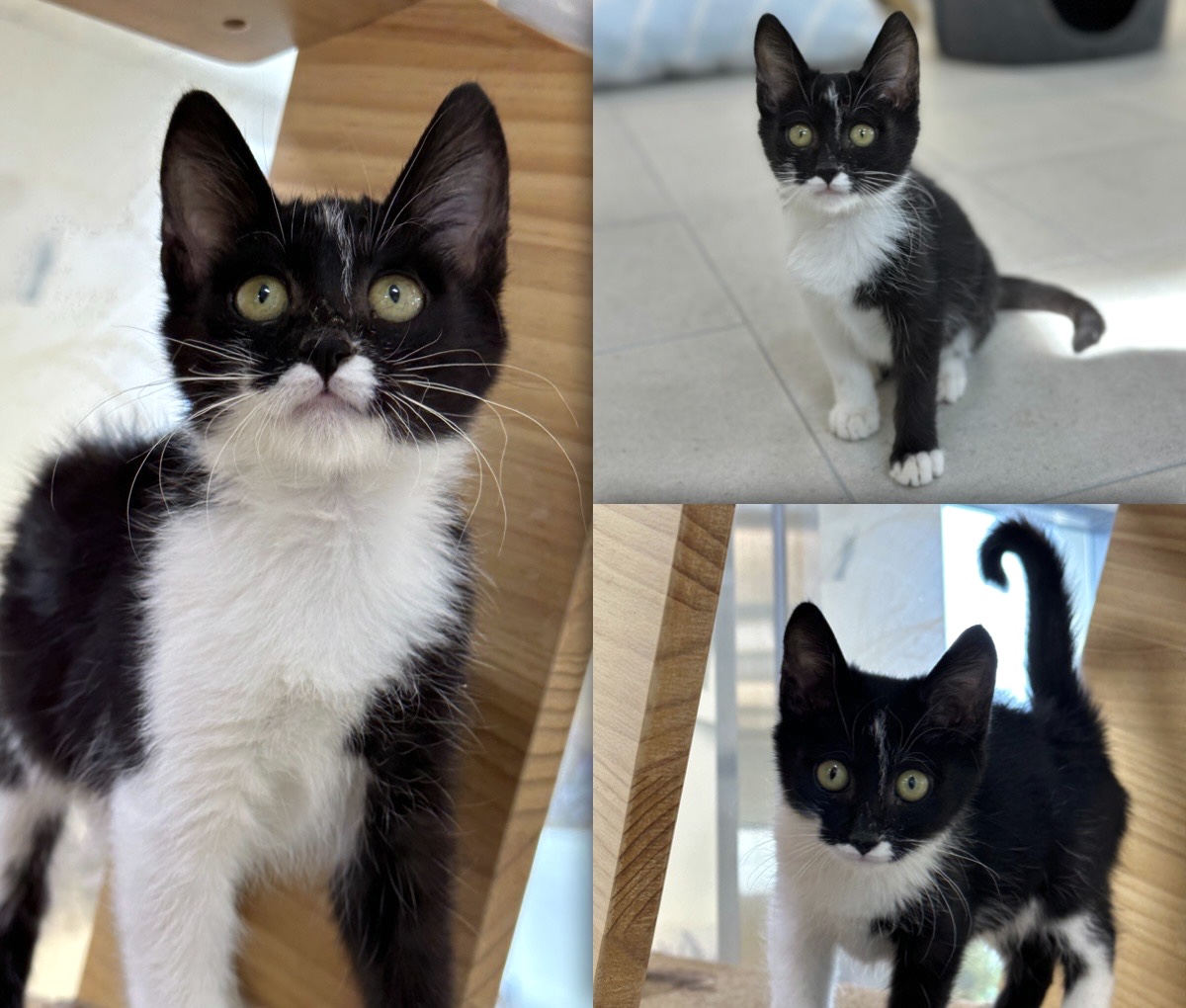 [고양이] 한국 고양이 경북-경주-2023-00830 유기동물 배경 이미지 입니다.