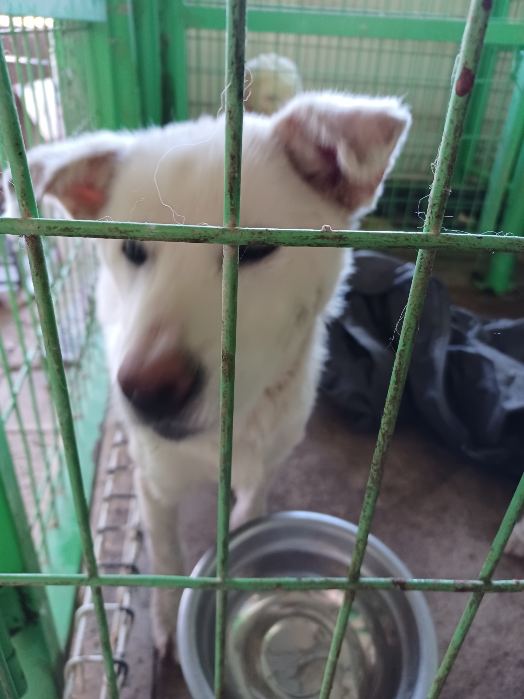 인제군유기동물보호소_442433202300252