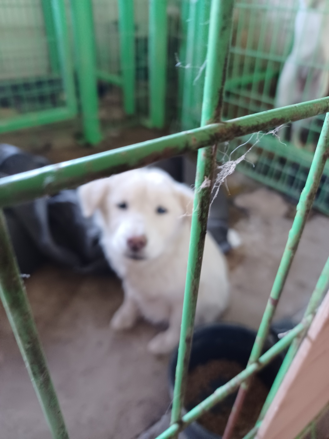 인제군유기동물보호소_442433202300253