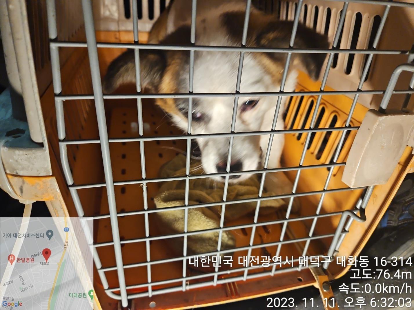 대전동물보호센터_430368202300576