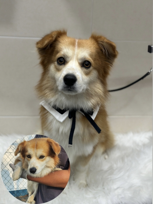 춘천시 동물보호센터_442418202301063